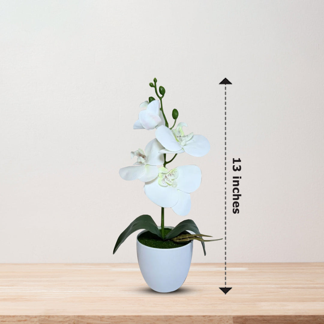 Gorgeous White Mini Orchid In Different Type of Pot - Artificial