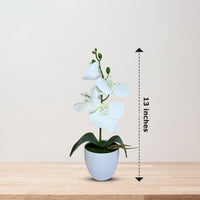 NEW - Gorgeous White Mini Orchid In Different Type of Pot - Artificial