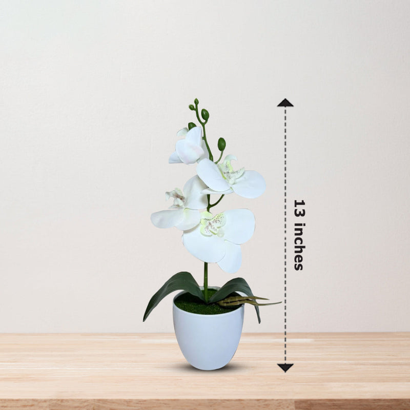 Gorgeous White Mini Orchid In Different Type of Pot - Artificial Plastic Pot