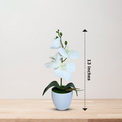 Gorgeous White Mini Orchid In Different Type of Pot - Artificial Plastic Pot