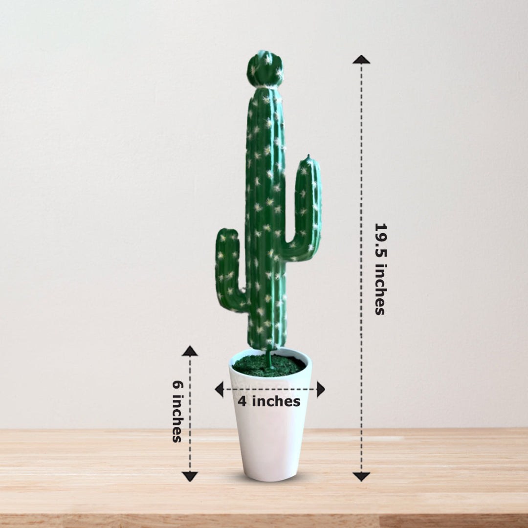 Gorgeous Tall Green Cactus in Ceramic Pot -Good Gift