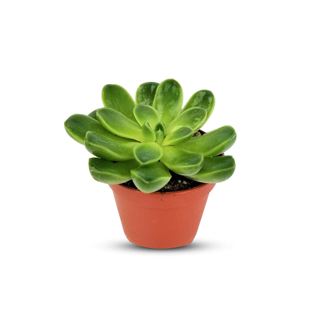 Gorgeous Potted Aeonium - Artificial