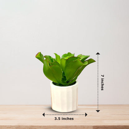 Stunning Plant with Ceramic Pot-Good Gift