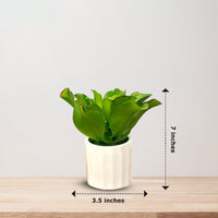 Artificial Stunning Plant with Ceramic Pot-Good Gift