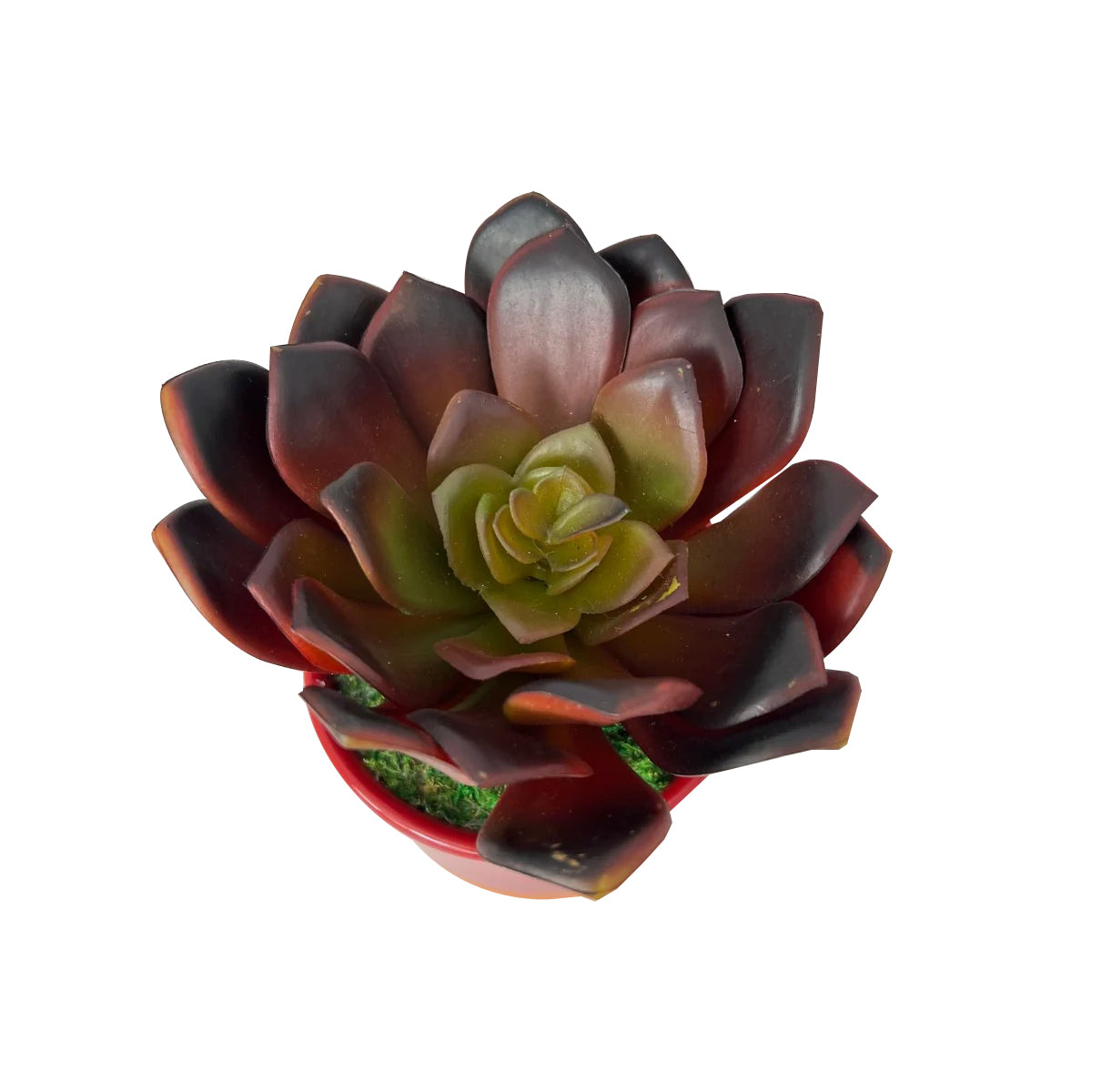 Cute Echeveria Red Succulent in Ceramic Pot - Artificial ~ The Perfect Christmas Gift