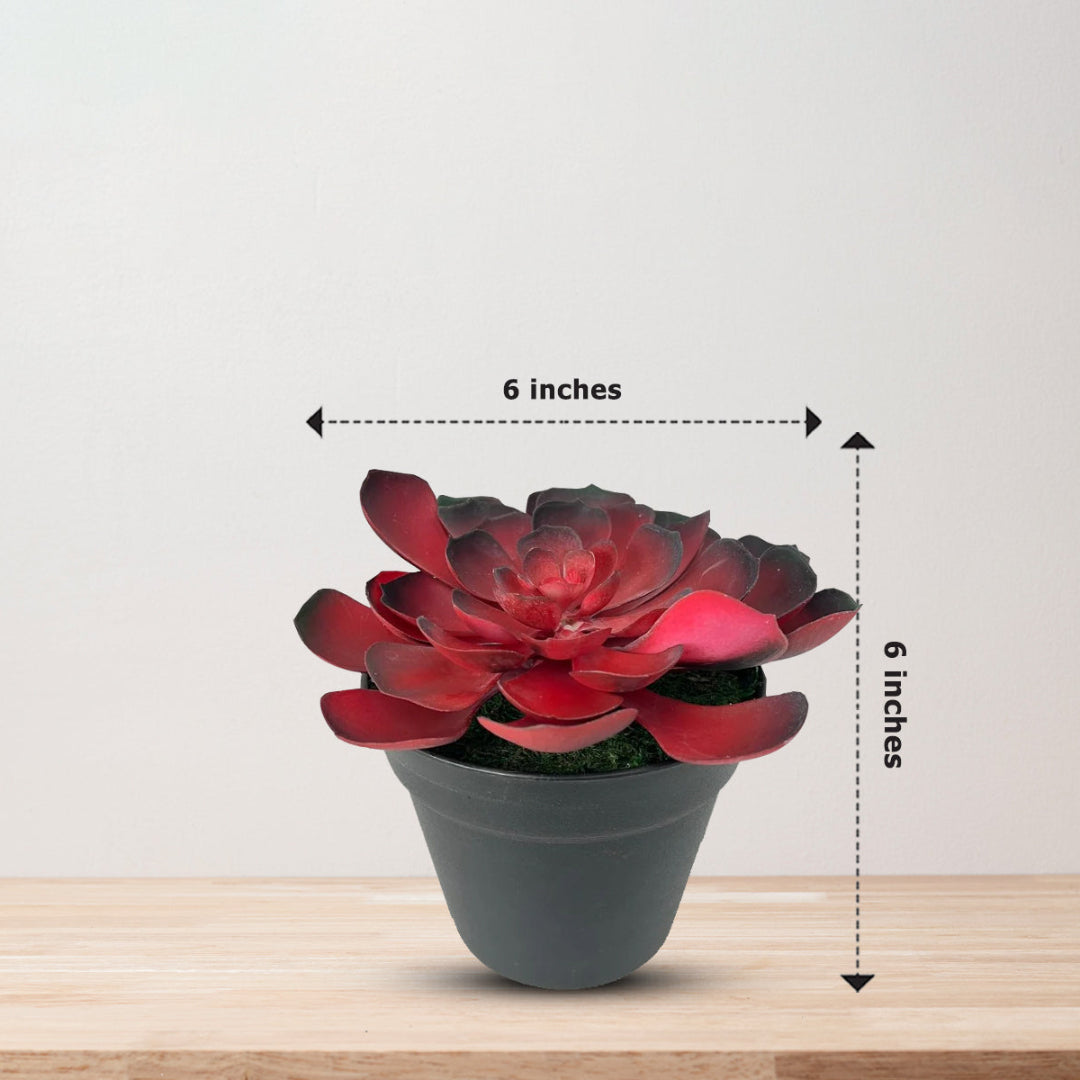 Gorgeous Echeveria in Color of Your Choice - Artificial