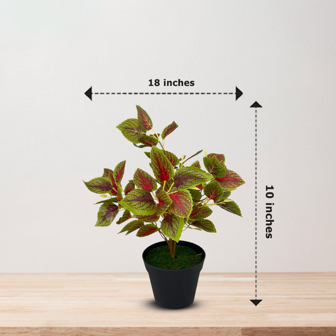 Gorgeous Leaves in Plastic Pot -Good Gift