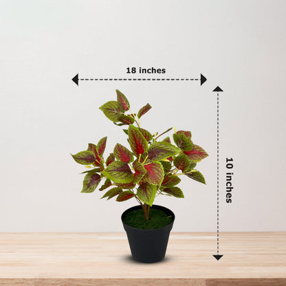 Gorgeous Leaves in Plastic Pot -Good Gift