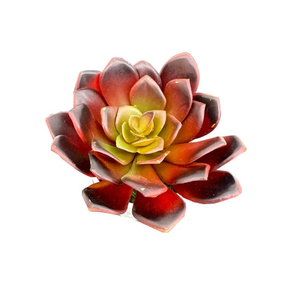 Beautiful Succulent in Ceramic Pot - Artificial ~ The Perfect Christmas Gift