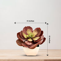 Artificial Stunning Crassulla Red Succulent -Good Gift