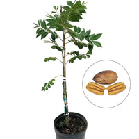 Cherryle Pecan Tree
