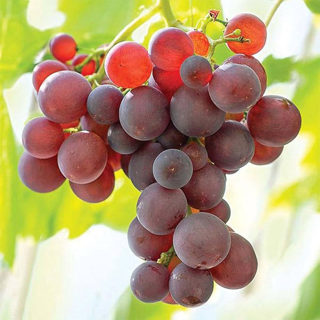 Somerset Seedless Grape Vine