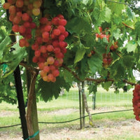 Victoria Red Grape Vine