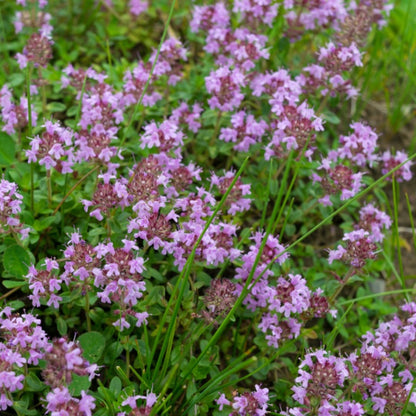 Thymus serpyllum ‘Elfin’ Thyme