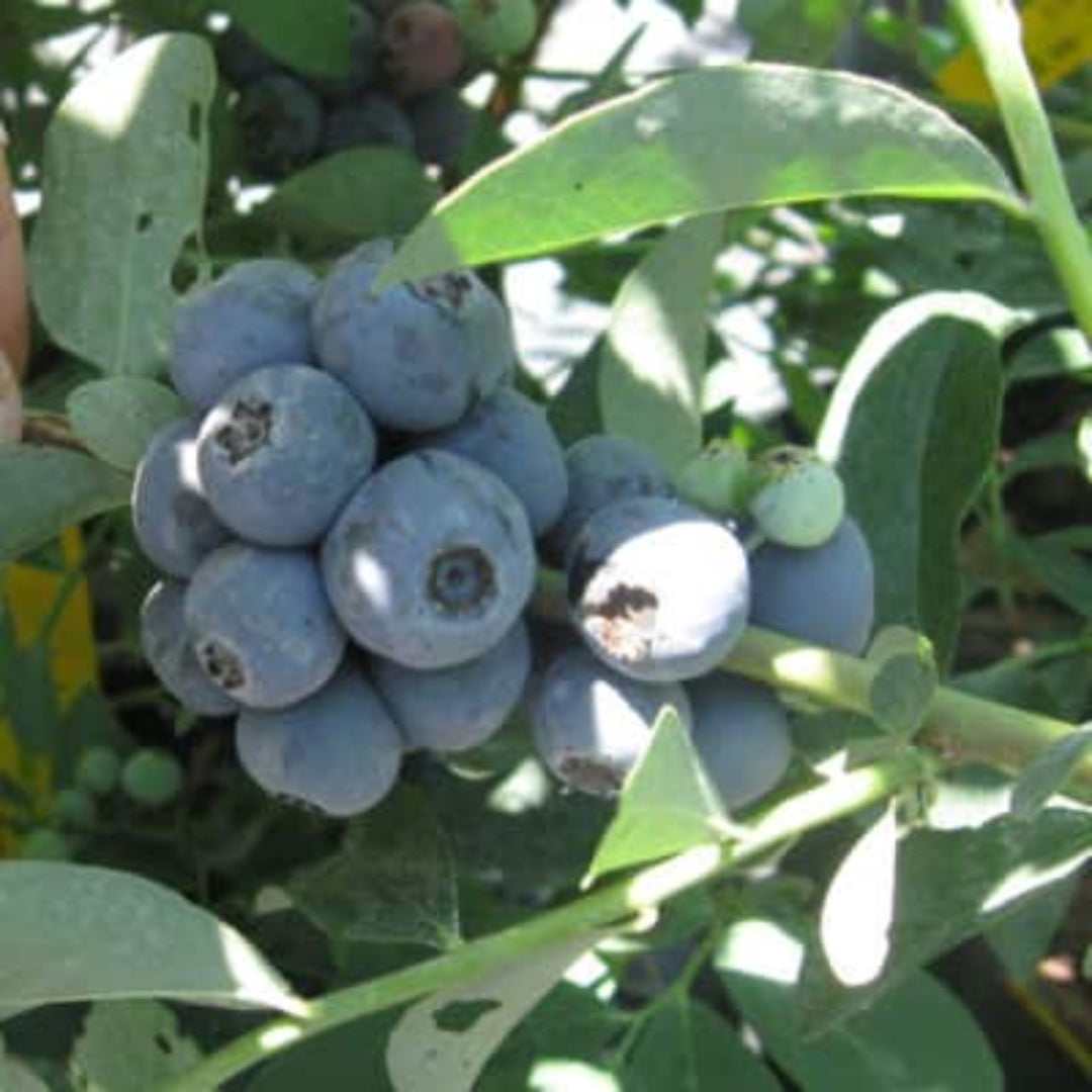 Delite Blueberry Bush
