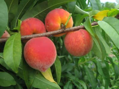 Gulf King Peach
