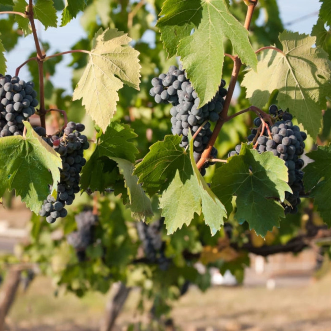 Chamapanel Grape Vine Shrub