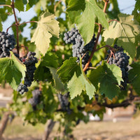 Chamapanel Grape Vine Shrub
