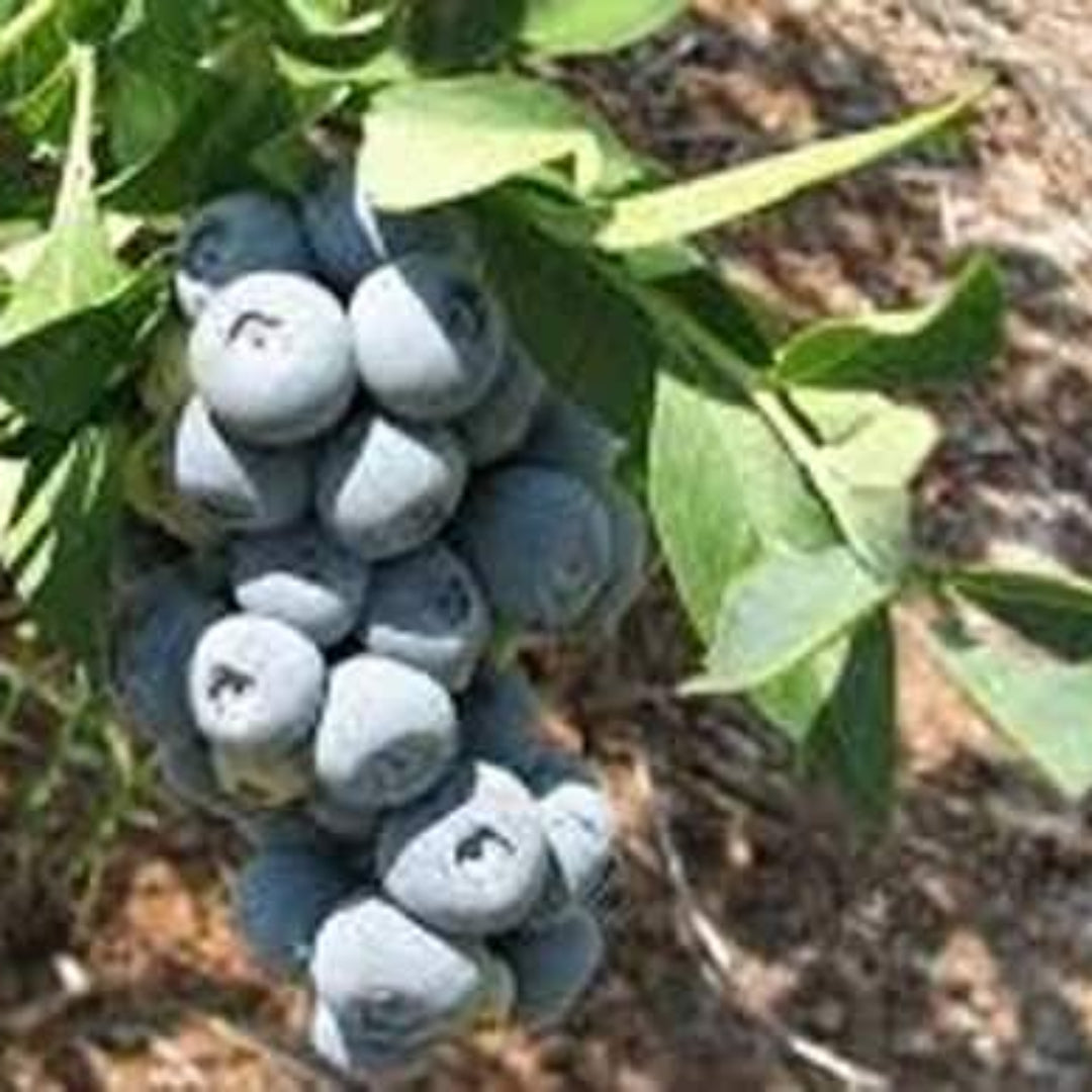 Krewer Blueberry Bush