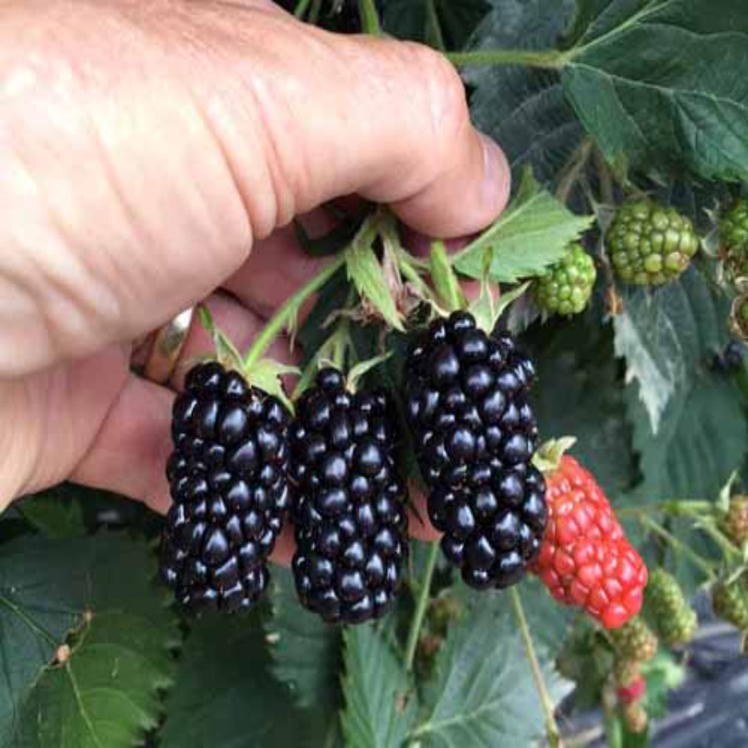 Prime Ark Traveler Blackberry