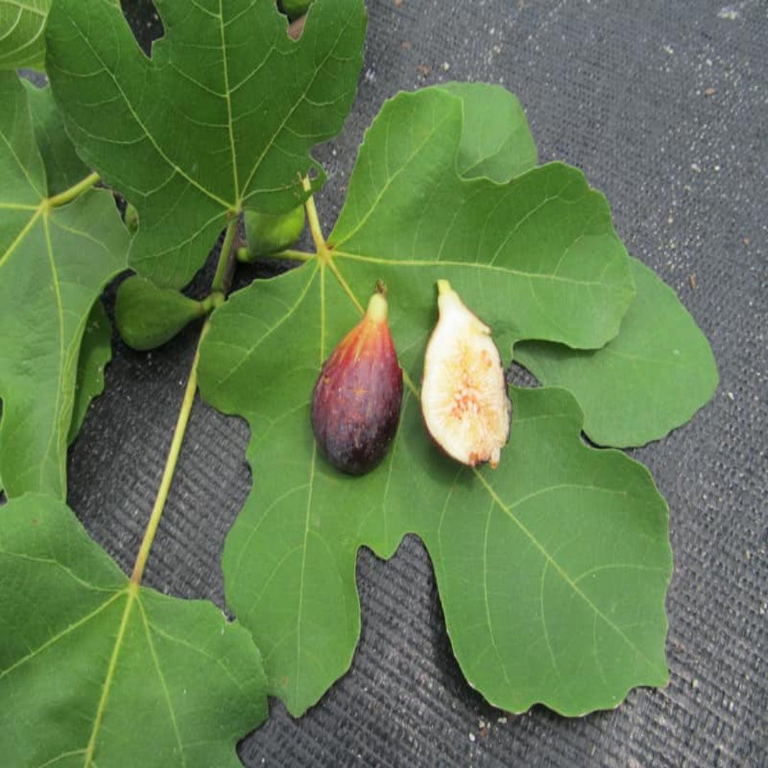 Magnolia Fig Tree - Nutritious Medium To Large Fig