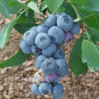 Growing Titan Blueberry from nursery container