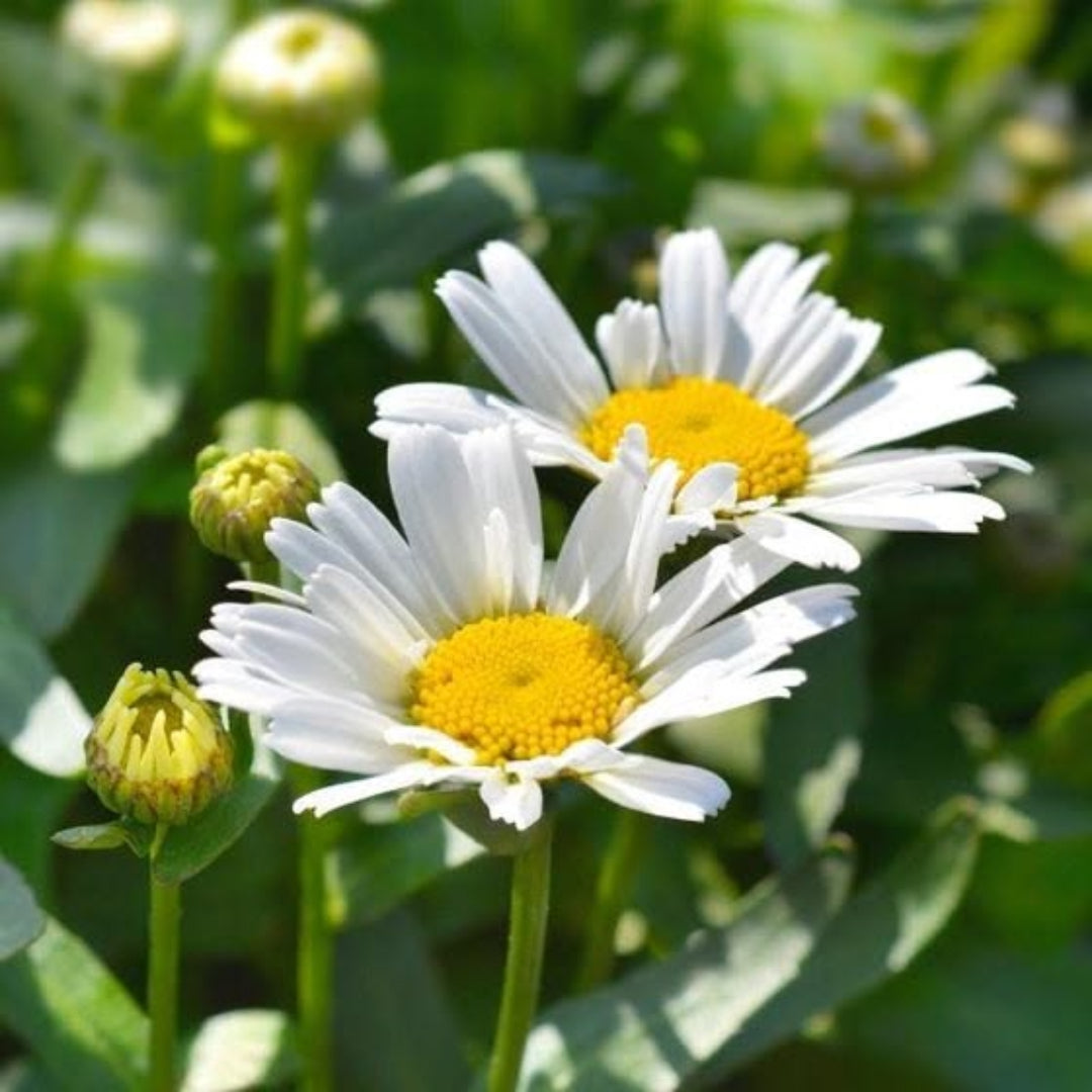 Snow Cap Shasta Daisy