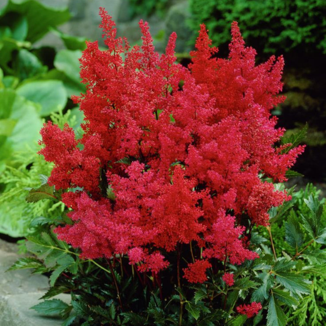 Montgomery Astilbe