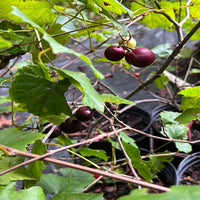 Magnolia Muscadine Grape Vine Shrub