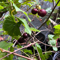 Sterling muscadine grapes growing on fruiting vine