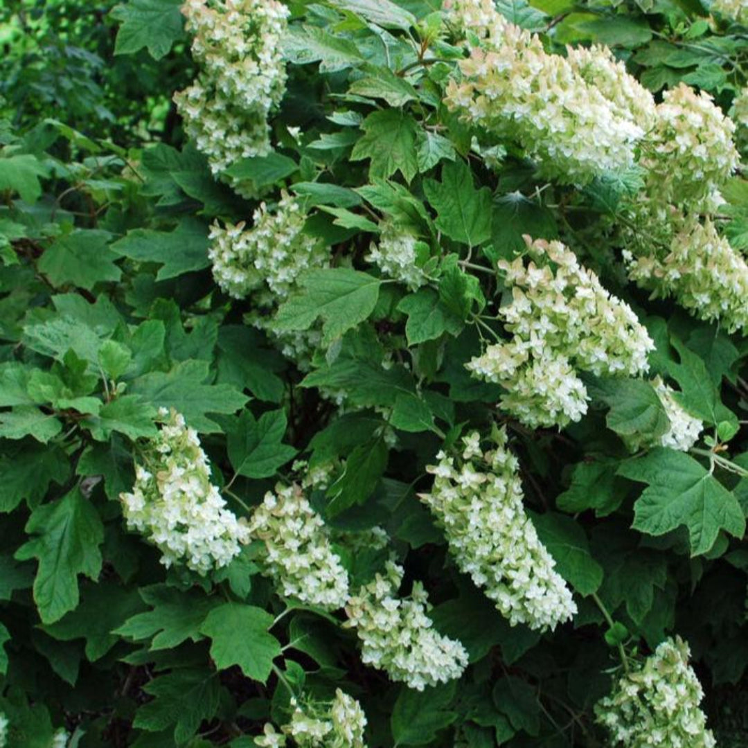 Queen of Hearts Oakleaf Hydrangea