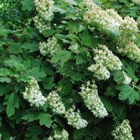 Close-up of Snowflake Hydrangea quercifolia white flower clusters