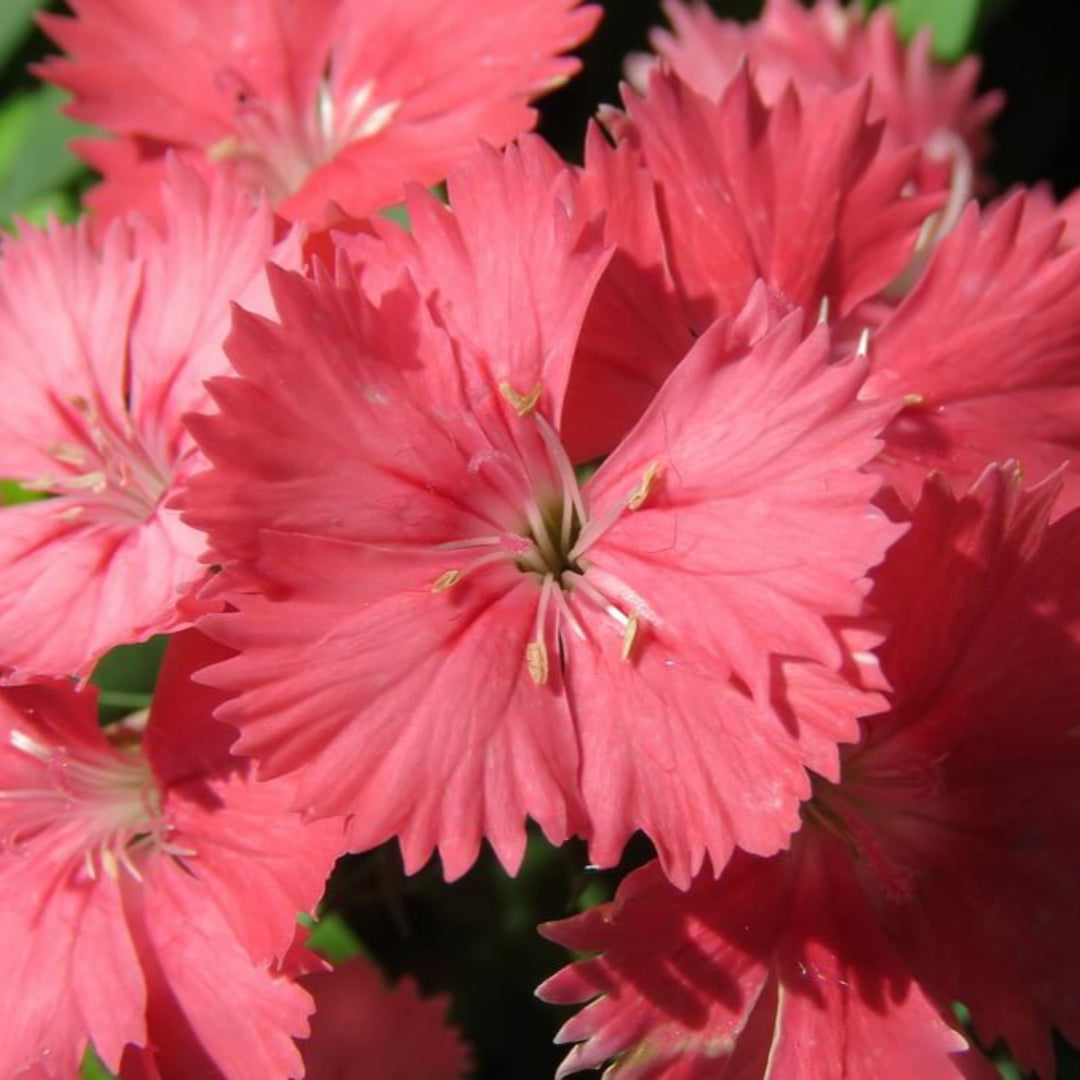 Dianthus x &