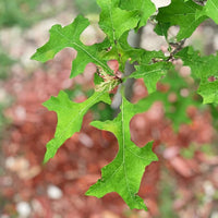 Nuttall Oak | 1-gallon Nuttall Oak - This beautiful oak tree grows at a fast rate and is perfect for zones 6-9. Grown naturally, it reaches a size of 40-60 feet.