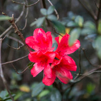 Red Formosa Hybrid Azalea