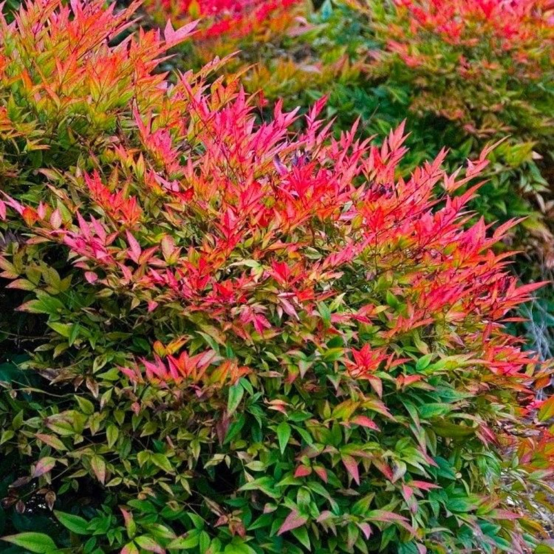 Nandina Gulfstream