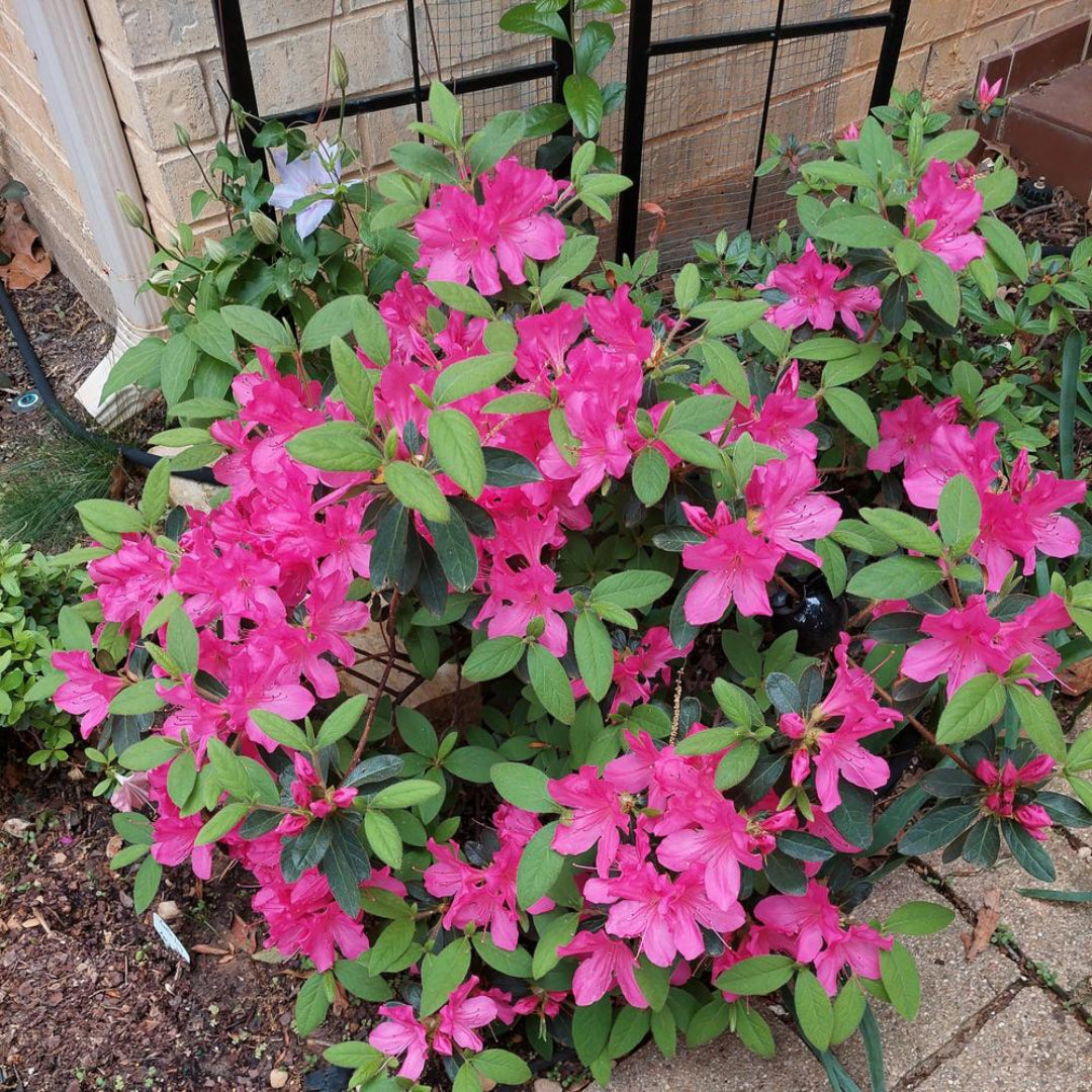 Autumn Empress Encore Azalea