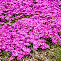Delosperma Kaleidoscope Orchid Flash - [EG]