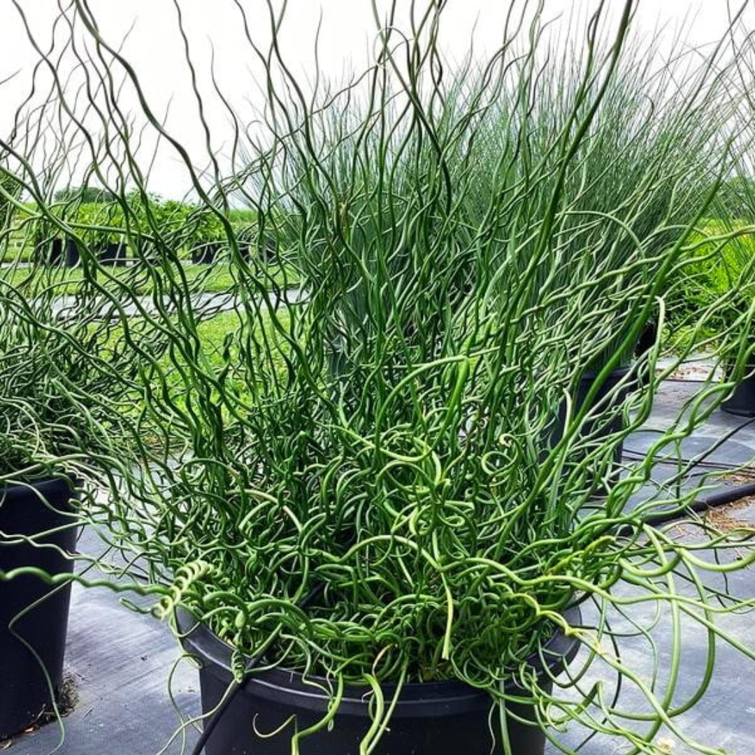Grass Juncus effusus &