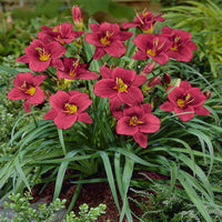 Hemerocallis 'Pardon Me'-Reblooming Daylily