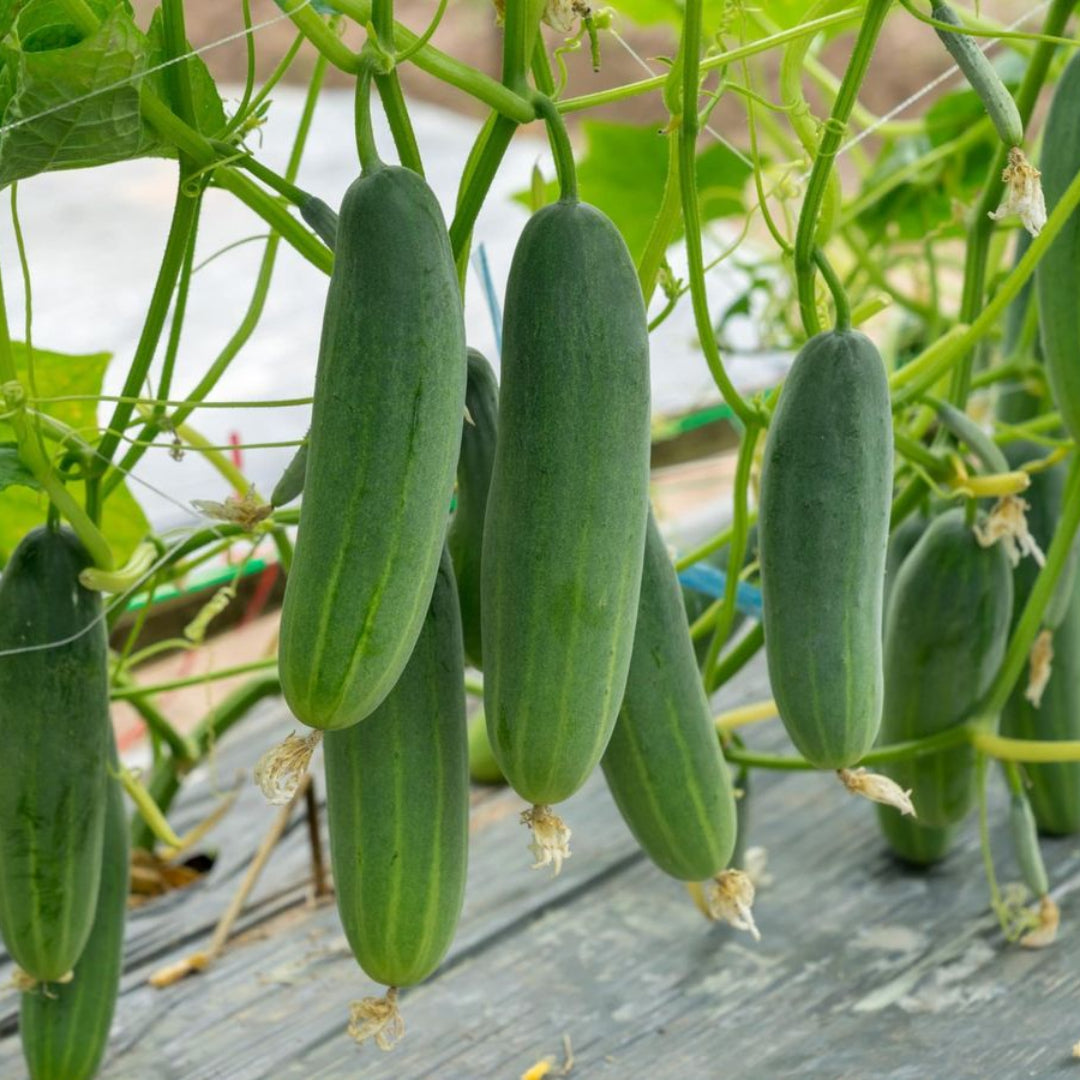 Cucumber Plant