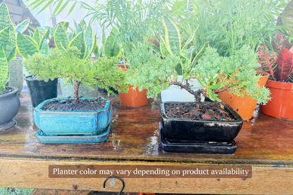 bonsai tree colored Juniper Bonsai Tree – Live Cold-Hardy Bonsai in Ceramic Planter