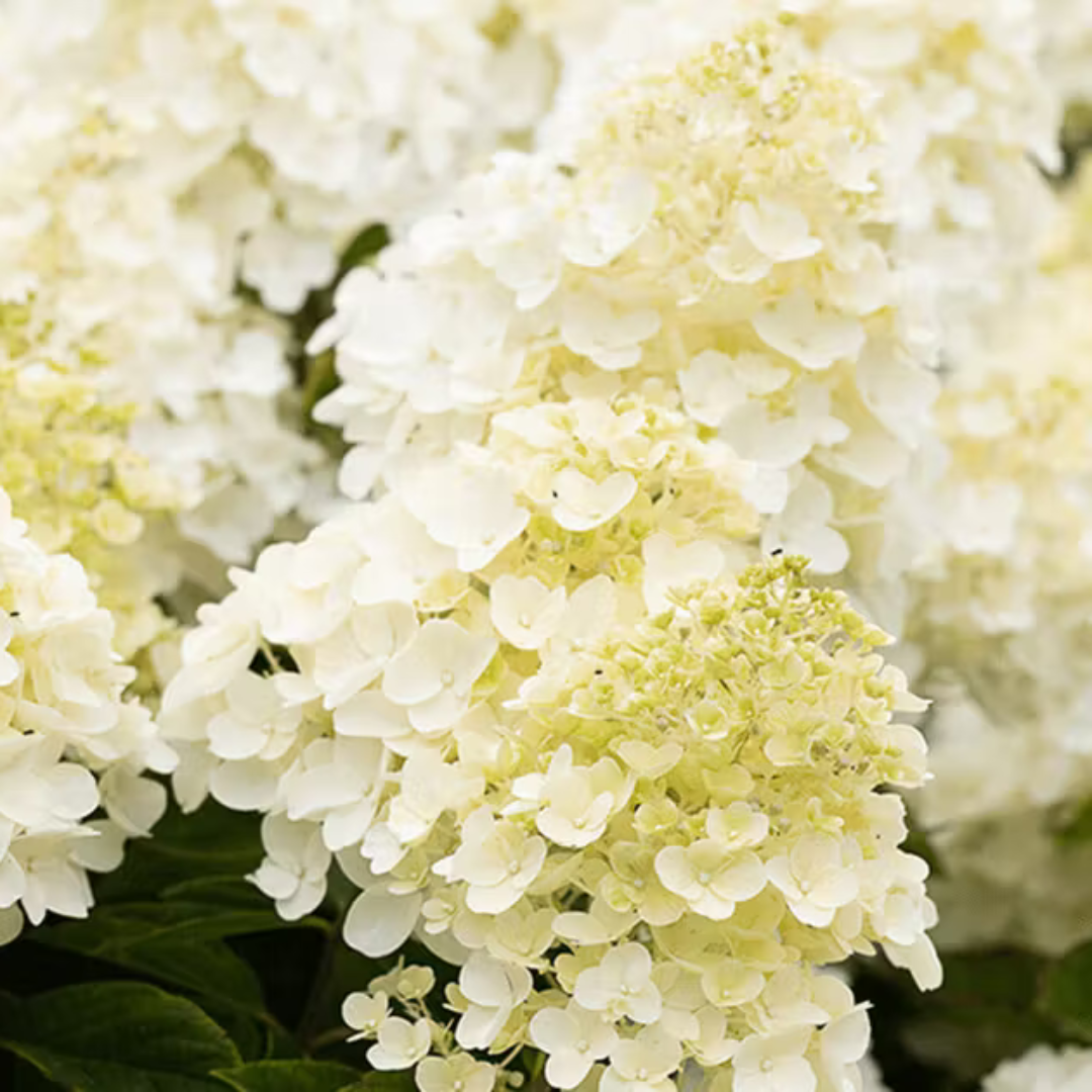 Summer Snow Hydrangea/Variegated Hydrangea