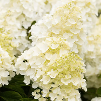 Hydrangea Paniculata Living Summer Snow variety with full white blooms in garden setting