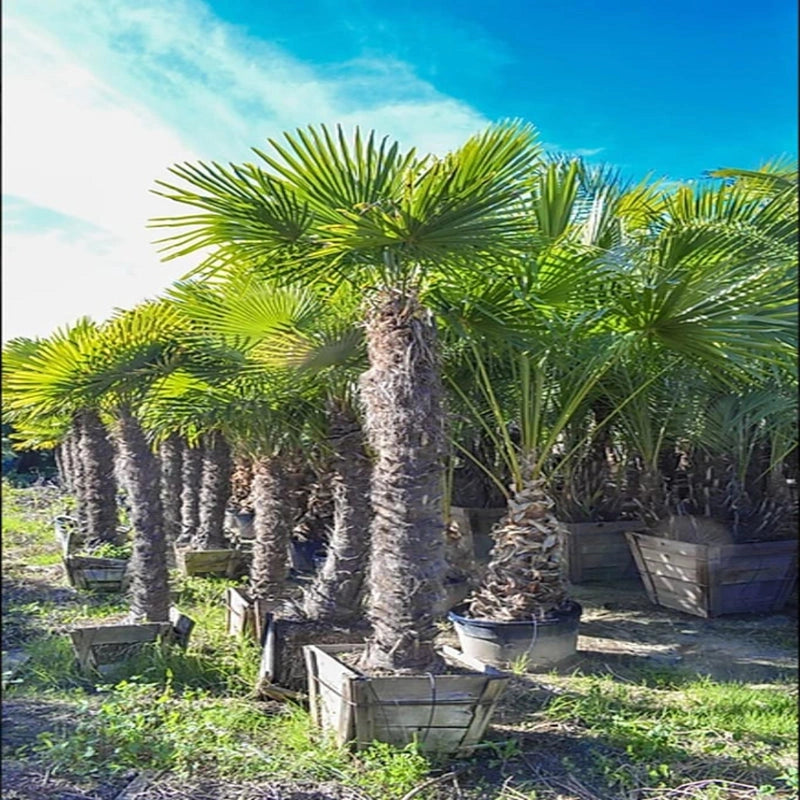 Buy Windmill Palm Tree – Cold Hardy Palm for Your Garden | Pixies