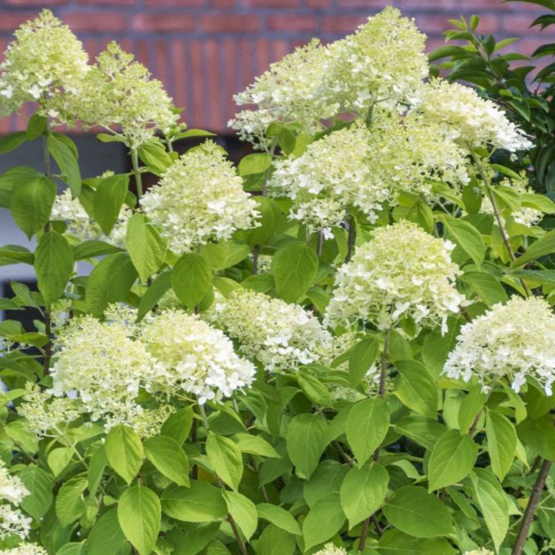 Chantilly Lace Hydrangea