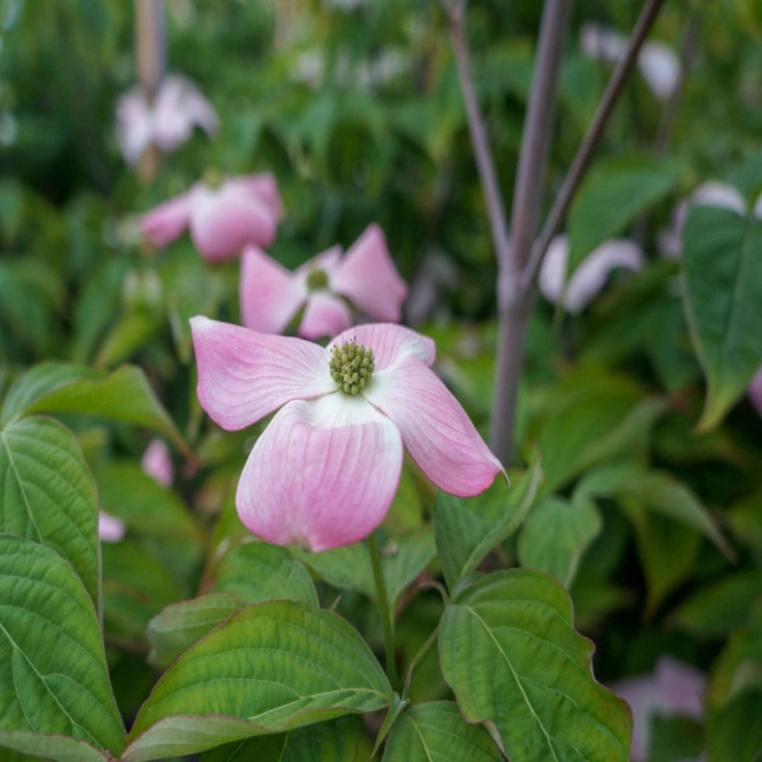 Garden landscape with Pink Beauty Hybrid Dogwood