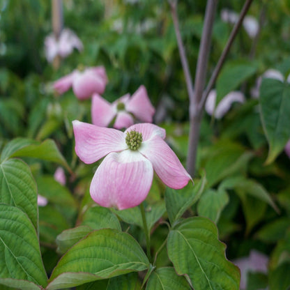 Garden landscape with Pink Beauty Hybrid Dogwood