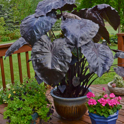 Royal Hawaiian Black Coral Elephant Ear