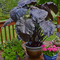 Royal Hawaiian Black Coral Elephant Ear
